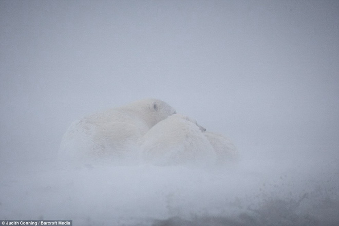 Trong khi gấu mẹ muốn nghỉ ngơi và ngủ thì các chú gấu con thì lại thích chơi trong tuyết.